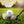 Load image into Gallery viewer, MVS Golf Ball (3 Pack)
